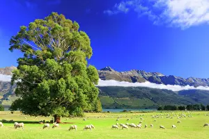 Pasture Prints: Cloud inversion over Lake Wakatipu, near Queenstown, South Island, New Zealand