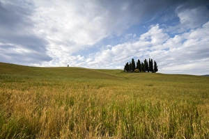 Cypress Tree Prints: Clouds frame the gentle green hills of Val d Orcia