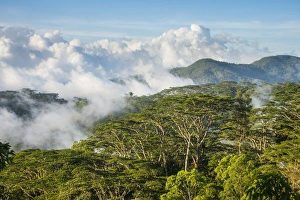 Tree Canopy Prints: Clouds rolling in the mountains around Suai, East Timor, Southeast Asia, Asia