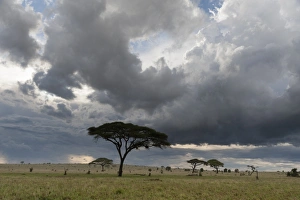 Tsavo Prints: A cloudy sky over the plains of Tsavo, Kenya, East Africa, Africa