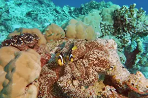 Maldives Prints: Clownfish (Amphiprion species) guarding their sea anemone home; on a coral reef in Gaafu Dhaalu atoll