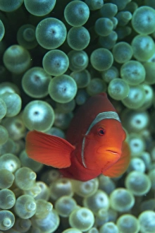 Under Water Prints: Clownfish (Amphiprion) are symbiotic with anemones, Gizo, Solomon Islands, Pacific