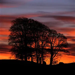 Day Time Prints: Clump of trees at sunrise, Avebury, Wiltshire, England, United Kingdom, Europe