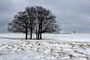 Cold Temperature Prints: Clump of winter trees, Cleeve Hill