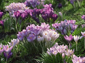 Season Prints: Clumps of mauve crocus flowers in spring