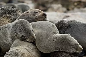 Cluster of Cape fur seal (South African fur seal) (Arctocephalus pusillus)