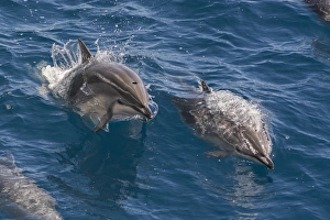 Action Prints: Clymene dolphin (Stenella clymene), Senegal, West Africa, Africa