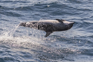 Senegal Prints: Clymene dolphin (Stenella clymene) spinning, caught belly uppermost, Senegal, West Africa
