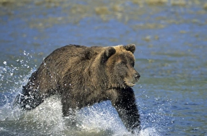 One Animal Only Prints: Coastal brown bear