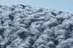 Grasse Prints: Coastal grasses in the breeze