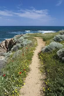 Images Dated 26th April 2008: Coastal path with spring flowers, near Chania, Chania region, Crete, Greek Islands, Greece, Europe