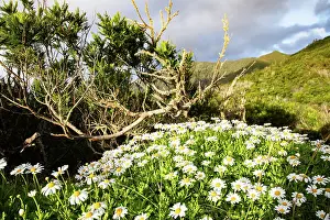 Petals Prints: Coastal rocks and wildflowers on the shoreline of Madeira in the setting sun near Canial