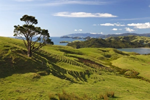 Coastline looking north towards Coromandel and Hauraki Gulf, Coromandel Peninsula, Waikato, North Island, New Zealand, Pacific