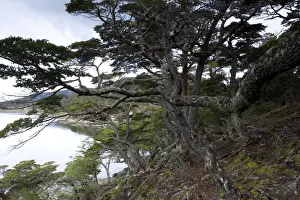 Coastline, Ushuaia, Tierra del Fuego National Park, Argentina, South America