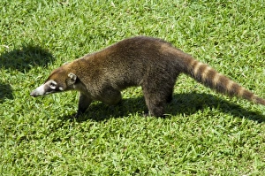 Images Dated 3rd March 2008: Coati Mundi, Arenal Volcano Observatory Lodge, Arenal Volcano, Costa Rica