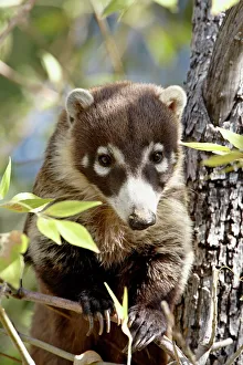 Leaves Prints: Coati (Nasua narica) in captivity, Arizona Sonora Desert Museum, Tucson