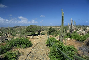 Aruba Prints: Cobbled pathway past candle cacti and a divi divi tree, Arikok National Park