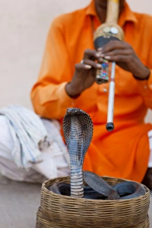 Risk Prints: Cobra snake charmer outside the City Palace, Jaipur, Rajasthan, India, Asia