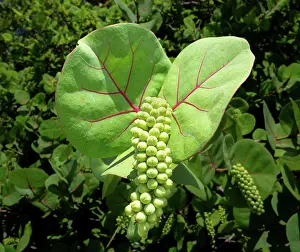 Bermuda Prints: Coccoloba uvifera plants with grape-like fruits at Building Bay Beach in Bermuda during daylight hours