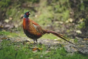 Ornamental Prints: A cock male pheasant