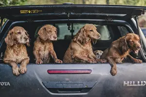 Friends Prints: cock and springer spaniel gun dogs in a shoot bus/pickup on a pheasant shoot in UK