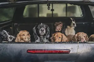 Canine Prints: cock and springer spaniel gun dogs in a shoot bus/pickup on a pheasant shoot in UK