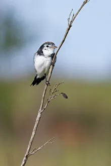 Minas Gerais State Prints: Cock-tailed Tyrant (Alectrurus tricolor) on branch