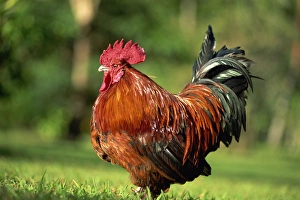 Birds Prints: Cockerel, Matangi Island resort, Fiji, Pacific