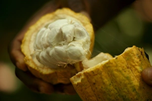 Cocoa fruit, Kumasi, Ghana, West Africa, Africa