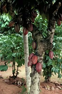 Rural Location Collection: Cocoa pods on tree