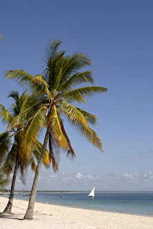 Mozambique Prints: Coconut palm and dhow, Pangane beach, Mozambique, Africa