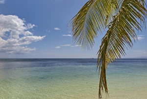 Fronds Prints: Coconut palm fronds hang down over the shore along the beach at San Juan, Siquijor