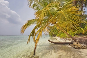 Coconut palm hanging over the beach, Kuramathi Island, Rasdhoo atoll, Ari atoll, Maldives