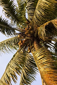 Coco Nut Prints: Coconut palm, Kerala, India, Asia
