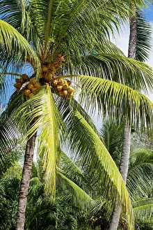 Tall Prints: Coconut palm tree on the exotic island of Mauritius in the Indian Ocean