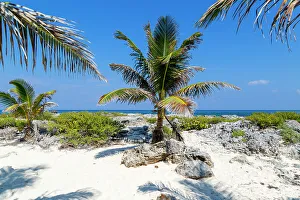 Coconut palm tree growing on rocky shoreline, Isla Mujeres, Caribbean Coast, Cancun, Quintana Roo, Mexico, North America