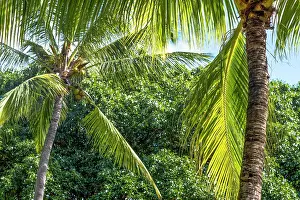 Coconut Prints: Coconut palm trees on the exotic island of Mauritius in the Indian Ocean