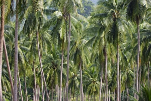 Koh Samui Prints: Coconut Palms