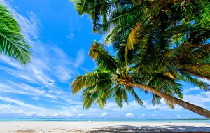 Keeling Islands Prints: Coconut palms, Scout Park Beach, Cocos (Keeling) Islands, Indian Ocean, Asia