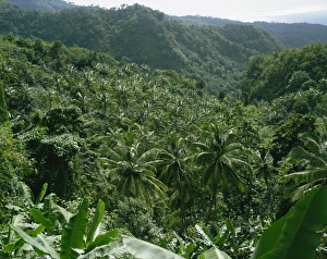 Coconut Palm Prints: Coconut plantation, St