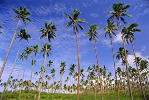 Prolific Prints: Coconut plantation, Tavauni Island, Fiji, Pacific Islands