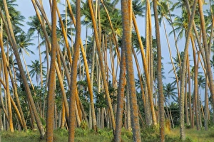 Coco Nut Prints: Coconut plantation, Taveuni Island, Fiji, Pacific