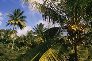 Martinique Prints: Coconut production