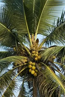 Detail of coconut tree, Goa, India, Asia