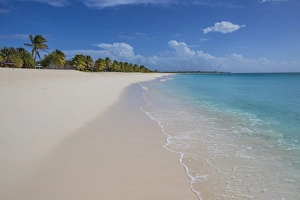 Barbuda Prints: The coconut trees lapping on the beach of K-Club, a thin strip of sand overlooking
