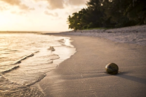 Coconut on a tropical beach at sunset, Rarotonga Island, Cook Islands, South Pacific