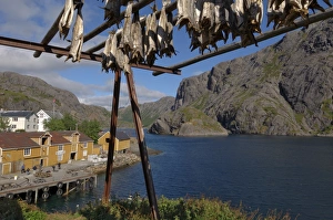 Cod drying