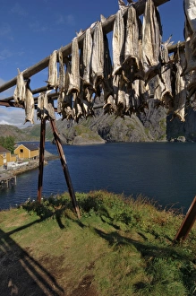 Nusfjord Prints: Cod drying