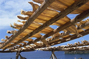 Cod drying, Camara de Lobos, Madeira, Portugal, Atlantic, Europe