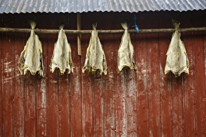 Fishes Prints: Cod drying on a house facade, Lofoten Islands, Arctic, Norway, Scandinavia, Europe